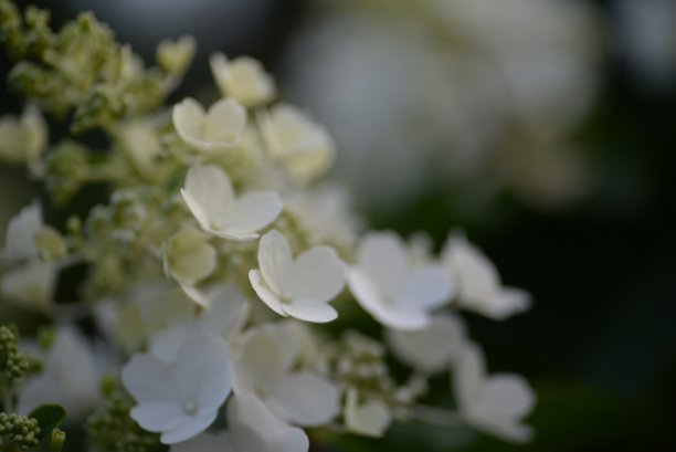 白色绣球花，一束绣球花特写在绿色背景，花的质感，渐变绣球，乌克兰灌木绣球花图片下载