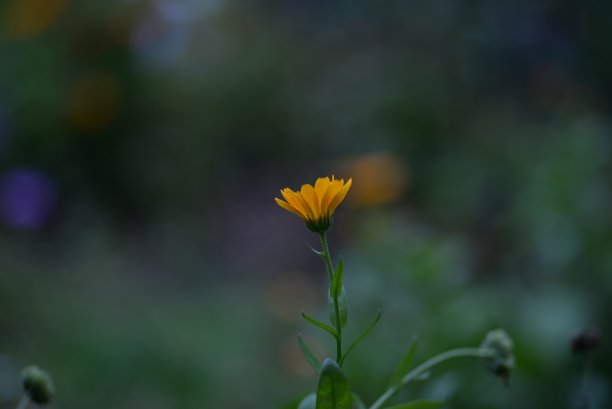 绿色背景下的橙黄色万寿菊花朵和花蕾特写图片下载