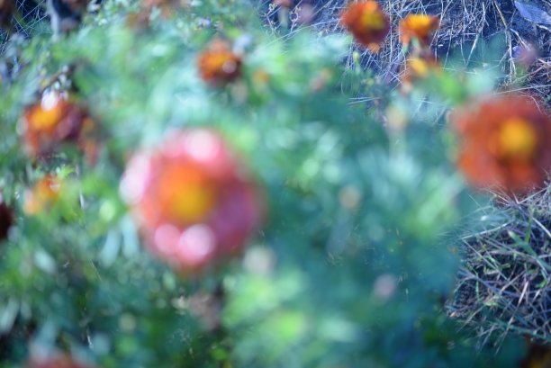 黄橙色的黑莓，万寿菊特写背景，在一个阳光明媚的日子，模糊的背景，花万寿菊特写背景在一个秋天阳光明媚的日子，橙色的万寿菊颜色，红色的花图片下载