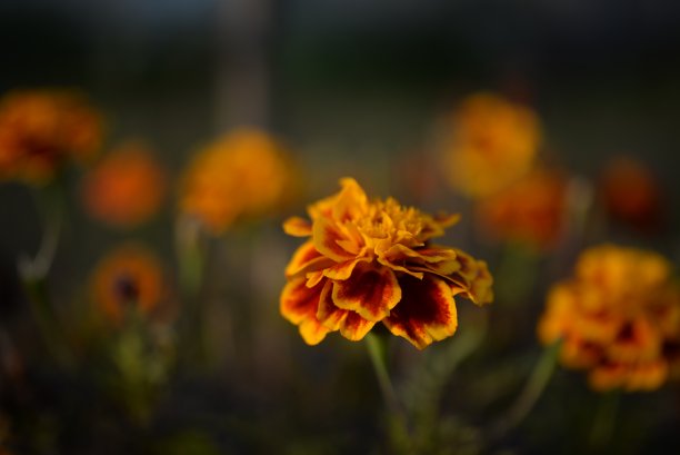 黄橙色的黑莓，万寿菊特写背景，在一个阳光明媚的日子，模糊的背景，花万寿菊特写背景在一个秋天阳光明媚的日子，橙色的万寿菊颜色，红色的花图片下载