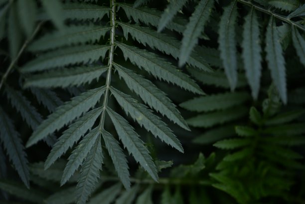 万寿菊叶子特写背景图片下载