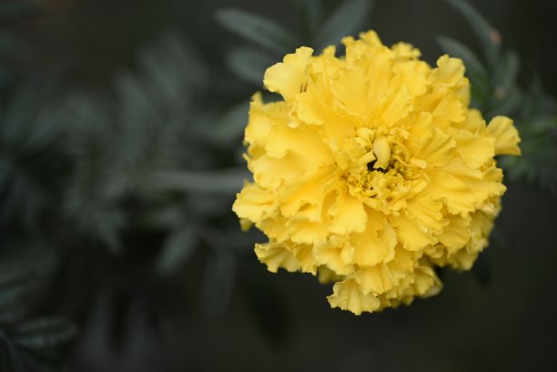 淡黄色的金盏花，金盏花的花蕾特写在绿色的叶子背景上，金盏花特写在绿色的背景上，叶子和花朵的纹理，被绿色图片下载