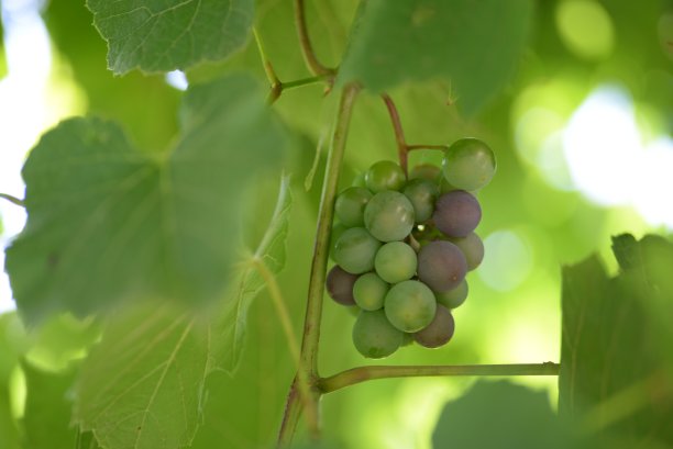 枝条上蓝绿色的葡萄特写，葡萄绿叶，未成熟的葡萄，绿色纹理，酿酒浆果，有机种植，浆果，维生素浆果图片下载