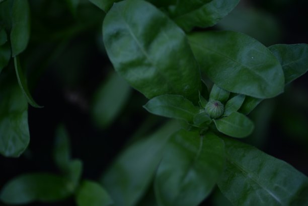 绿色背景下的橙黄色万寿菊花朵和花蕾特写图片下载