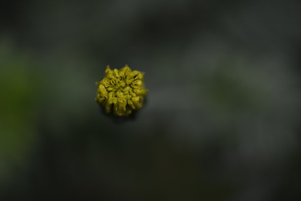 淡黄色的金盏花，金盏花的花蕾特写在绿色的叶子背景上，金盏花特写在绿色的背景上，叶子和花朵的纹理，被绿色图片下载