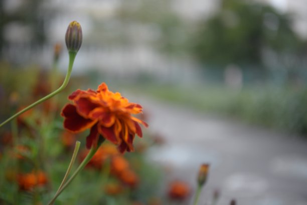 黄橙色的黑莓，万寿菊特写背景，在一个阳光明媚的日子，模糊的背景，花万寿菊特写背景在一个秋天阳光明媚的日子，橙色的万寿菊颜色，红色的花图片下载