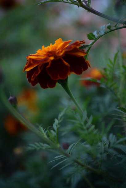 黄橙色的黑莓，万寿菊特写背景，在一个阳光明媚的日子，模糊的背景，花万寿菊特写背景在一个秋天阳光明媚的日子，橙色的万寿菊颜色，红色的花图片下载