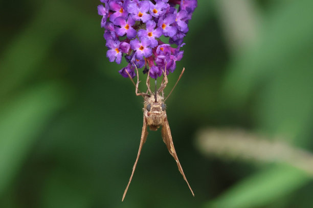 在模糊的背景下，一只蛾子在紫色花上倒立图片下载