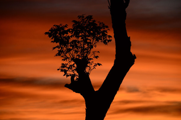 夕阳下树木剪影的美丽照片图片下载