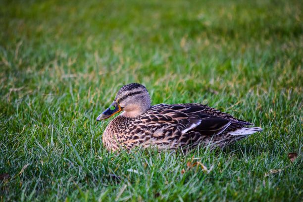 可爱的鸭子坐在草地上的美丽照片图片下载