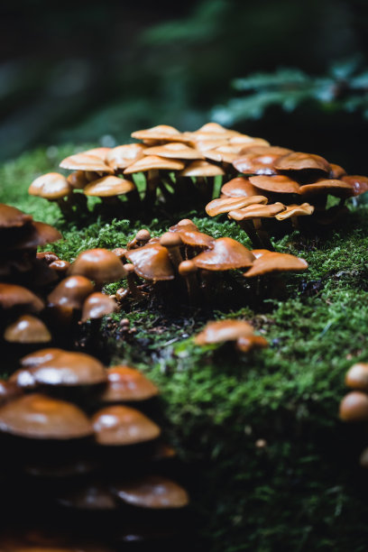 这个村庄图片下载