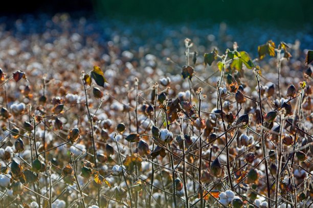 棉花图片下载