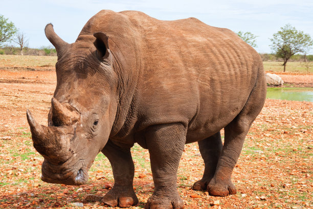 草原上的犀牛图片下载