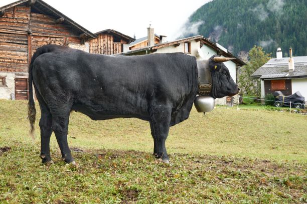 背景是带牛铃的黑奶牛(牛牛)和谷仓图片下载
