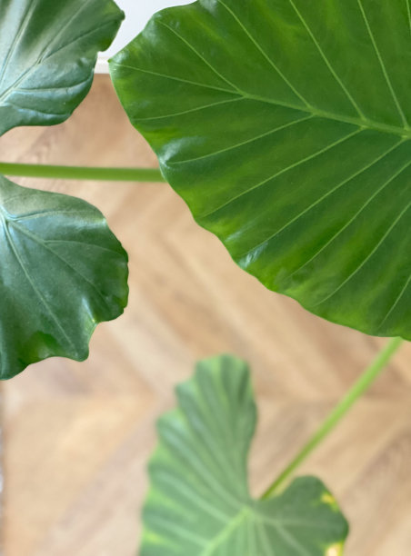抽象背景与象耳植物的叶子图片下载