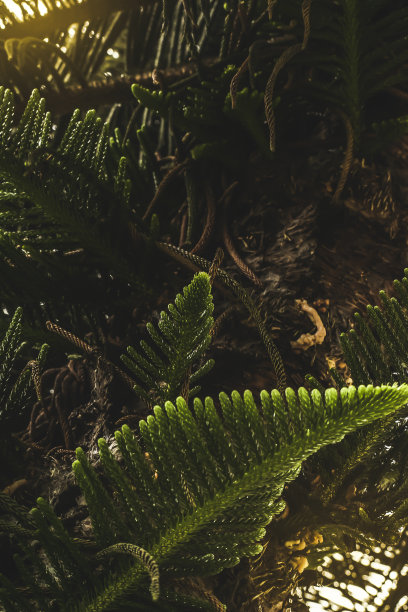 松木绿色的带刺叶。山松，矮山松。松树的长枝。美丽的公园。图片下载