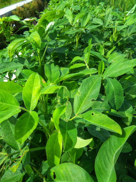 豌豆在种植园里长得很茂盛图片下载