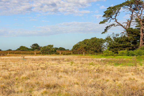 乡村景观与树木在田野图片下载
