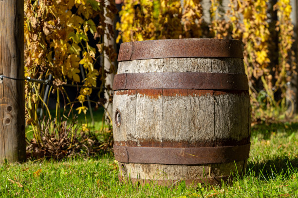 带葡萄藤的旧木酒桶图片下载