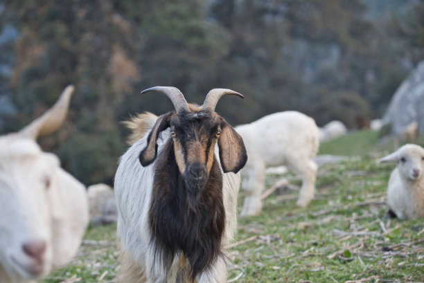 喜马拉雅长毛山羊在高山牧场放牧的美丽照片图片下载