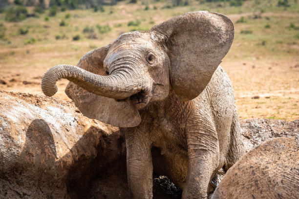 Playfull象牛犊图片下载