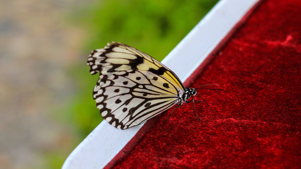 红色织物上的纸风筝蝴蝶(Idea leuconoe)的特写图片下载