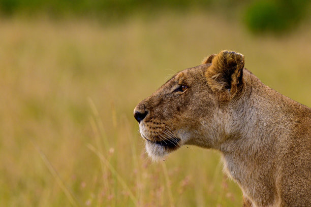 侧视图，一只骄傲的母狮，威严的侧面，展望前方的猎物在黄色的田野图片下载