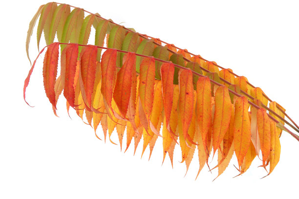 白色背景下的白桦树枝叶与秋叶隔离。图片下载