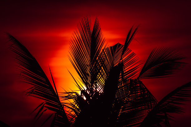 美丽的日出与棕榈叶的剪影。图片下载