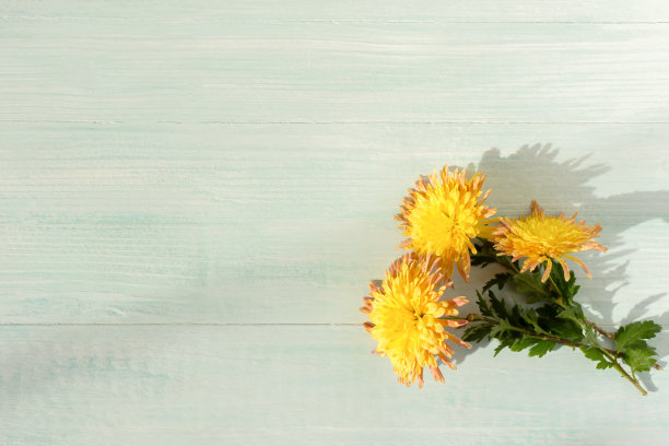 美丽的黄色菊花平躺着图片下载