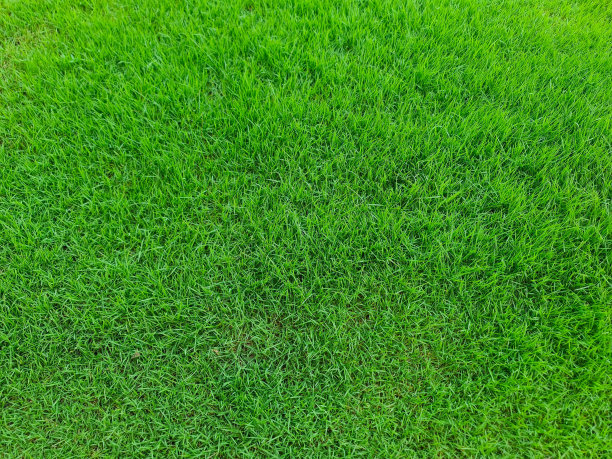 绿色草地纹理背景俯视图用于绿色背景或墙纸，草坪足球，草地高尔夫球场图片下载