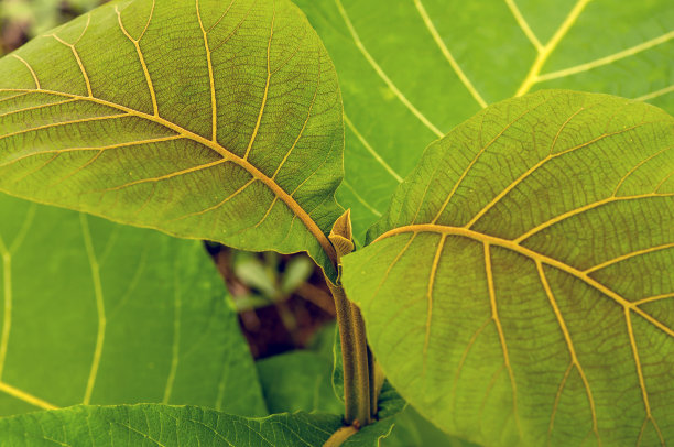柚木的两片漂亮的嫩叶。浅的焦点图片下载