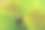 柚木的两片漂亮的嫩叶。浅的焦点图片下载