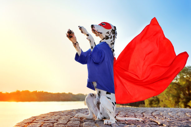 穿着化装舞会服装的超级英雄狗用后腿坐着图片下载