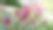 田野里美丽的石斛兰花图片下载