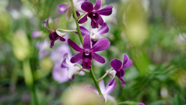 田野里美丽的紫色石斛兰花图片下载