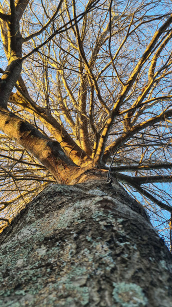 低角度的一棵没有叶子的大树，蓝色的天空为背景图片下载