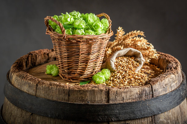 新鲜和绿色啤酒花和麦芽玻璃杯品脱。图片下载