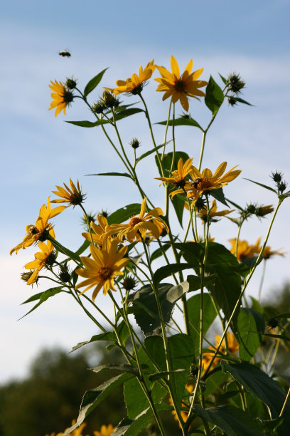 田野上盛开的黄色野生向日葵的垂直照片图片下载