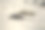 一对大乌龟在沙滩上睡觉的漂亮照片图片下载