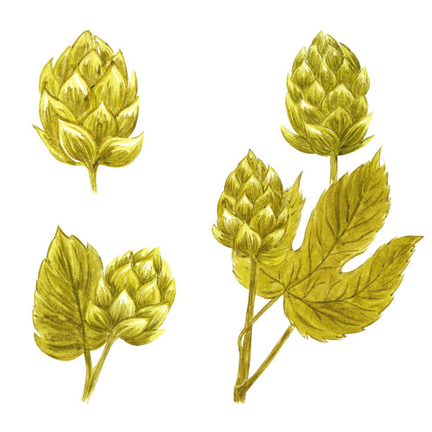 手绘水彩绿色麦芽在白色背景。标签，横幅，排版，海报，剪贴簿设计。图片下载