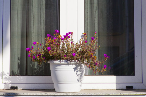 用花盆装饰的窗户图片下载