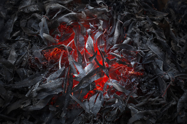 燃烧的树叶图片下载