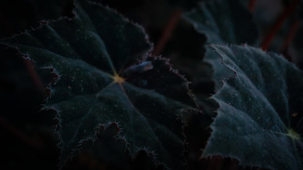 特写深色树叶背景图片下载