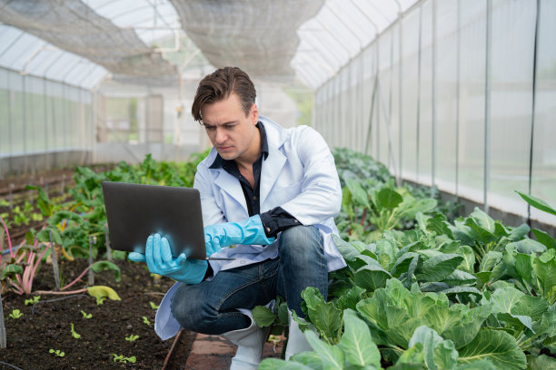 科学家们检测了来自水培农场的有机蔬菜生菜的质量。图片下载