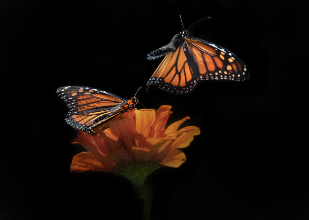 百日草上的管道蝴蝶图片下载