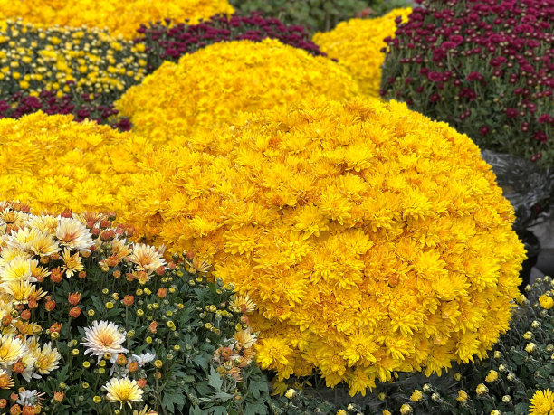 黄色的菊花，观赏灌木。图片下载