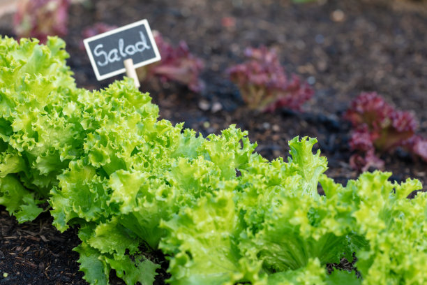 菜园里的新鲜生菜。图片下载