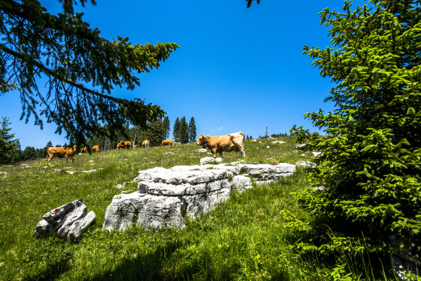 2022 06 19 Roana放牧牛图片下载