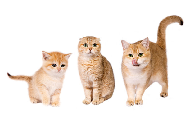 猫群的肖像。影棚拍摄。图片下载